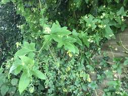 Image of white bryony