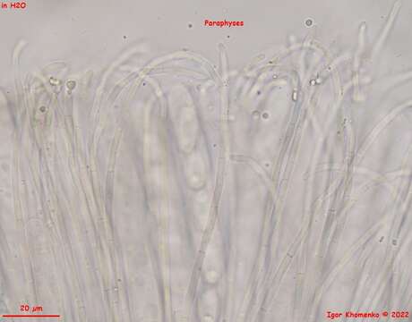 Image de Pseudoboubovia benkertii (B. Perić) U. Lindem., M. Vega, B. Perić & Tena 2015