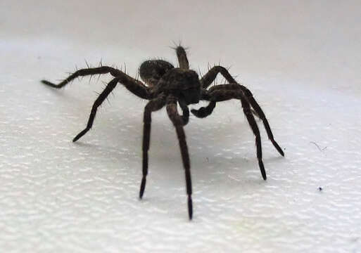 Image of wolf spiders