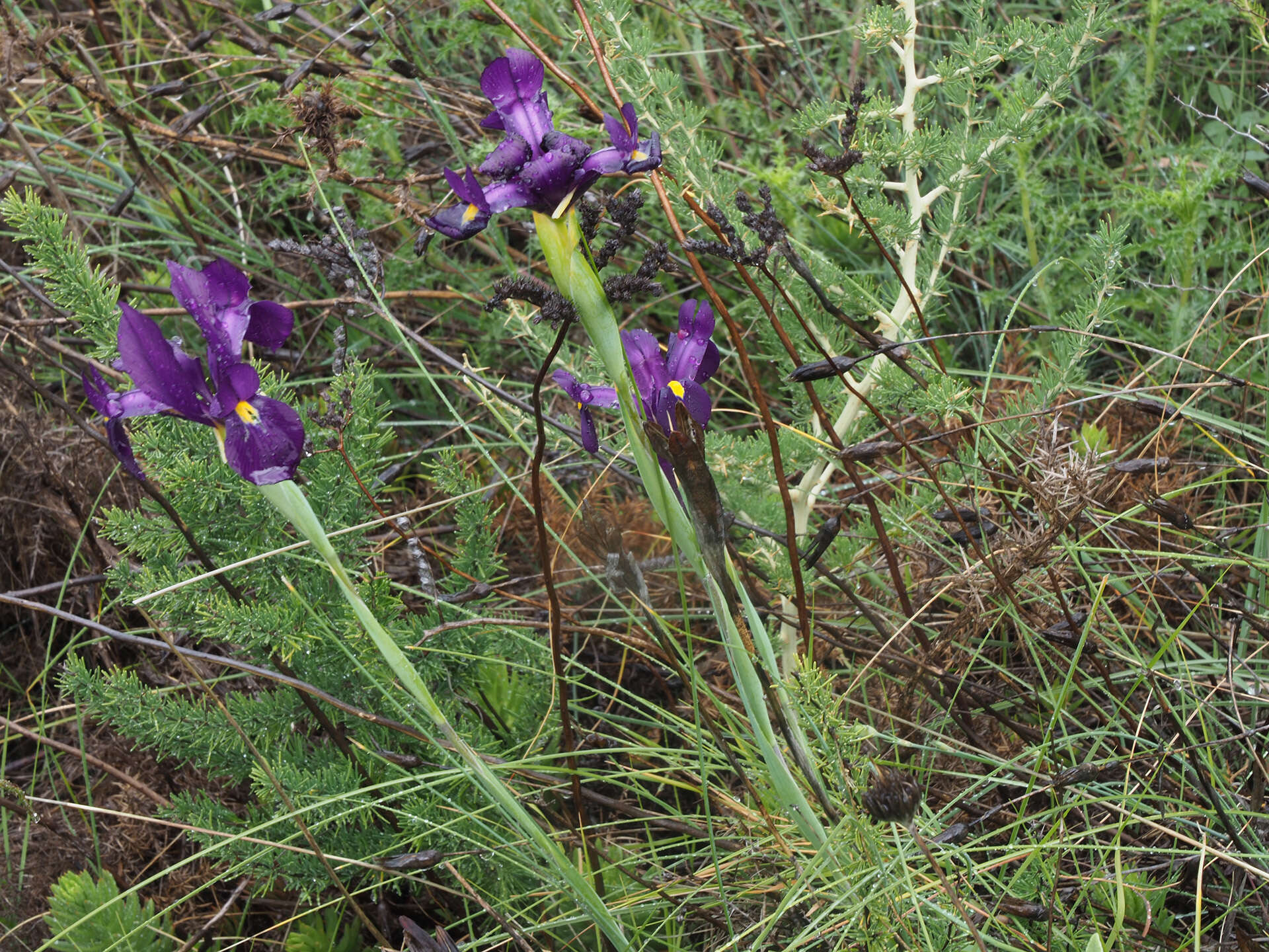 Image of Iris filifolia Boiss.