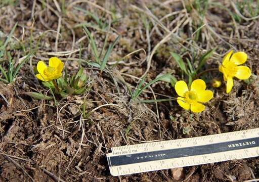 صورة Ranunculus glaberrimus var. ellipticus (Greene) Greene