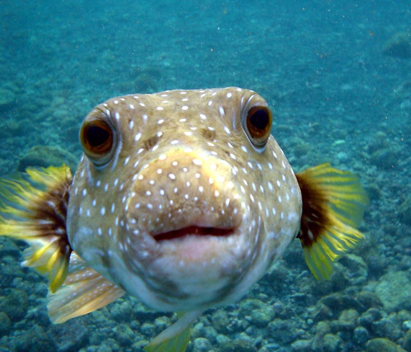 Image of Broadbarred Toadfish