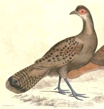 Image of Polyplectron Temminck 1807