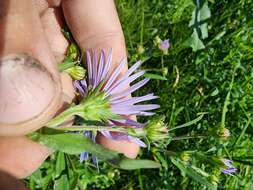 Image of <i>Symphyotrichum <i>novi-belgii</i></i> var. novi-belgii