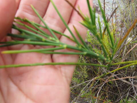 Plancia ëd Indigofera filifolia Thunb.