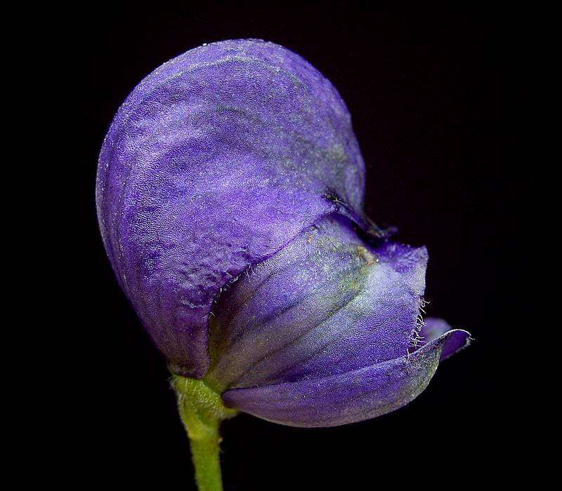 Слика од Aconitum napellus L.