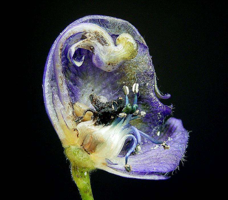 Слика од Aconitum napellus L.