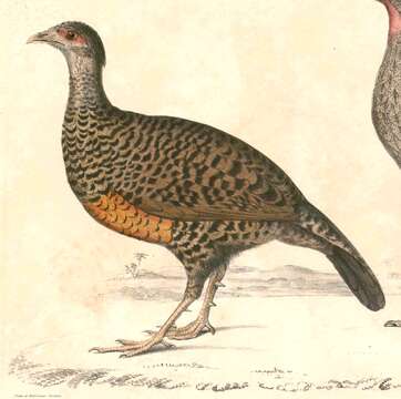 Image of Spurfowl