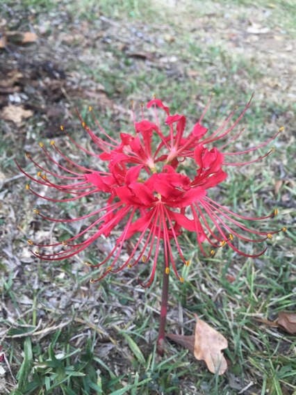 Image of lycoris