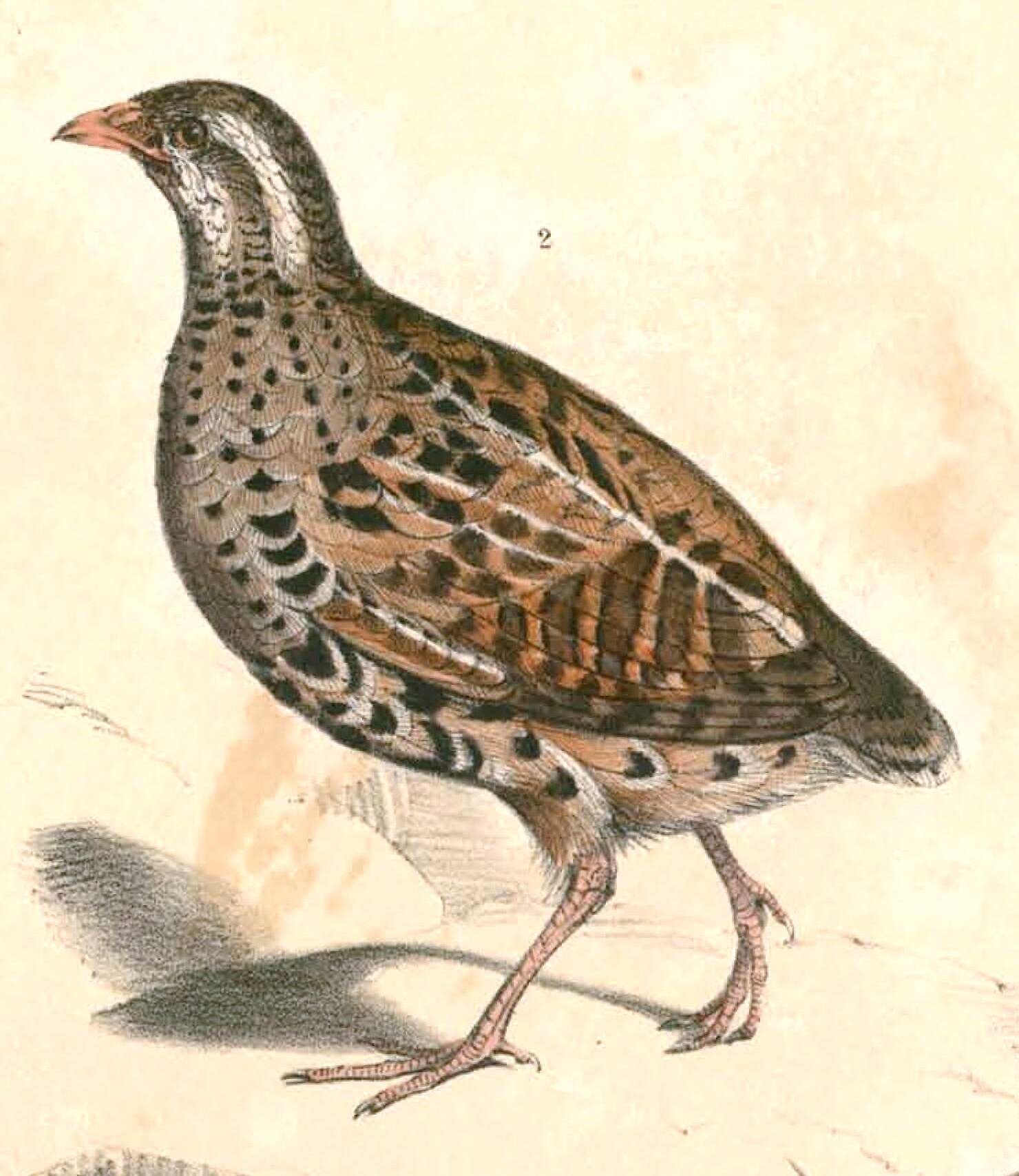 Imagem de Perdicula erythrorhyncha (Sykes 1832)