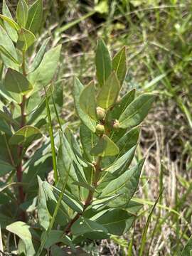 Image of Clutia monticola S. Moore