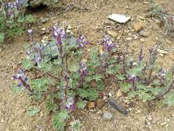 Image of bajada lupine