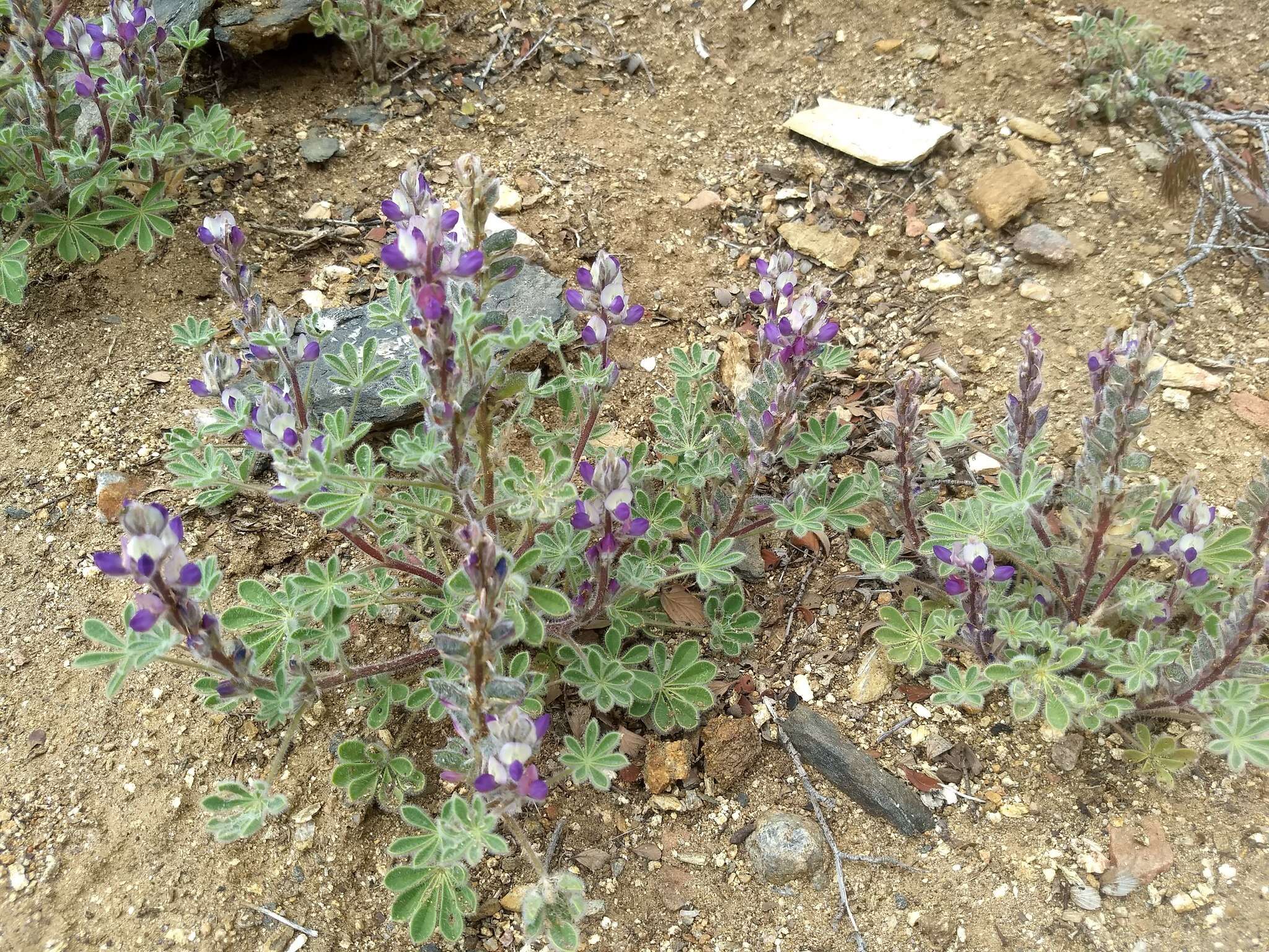 Plancia ëd Lupinus concinnus subsp. optatus (C. P. Sm.) D. B. Dunn