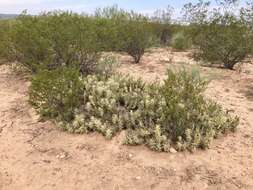 Image of Devil's Prickly-pear Cactus