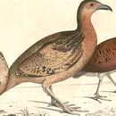 Image of Long-billed Partridge