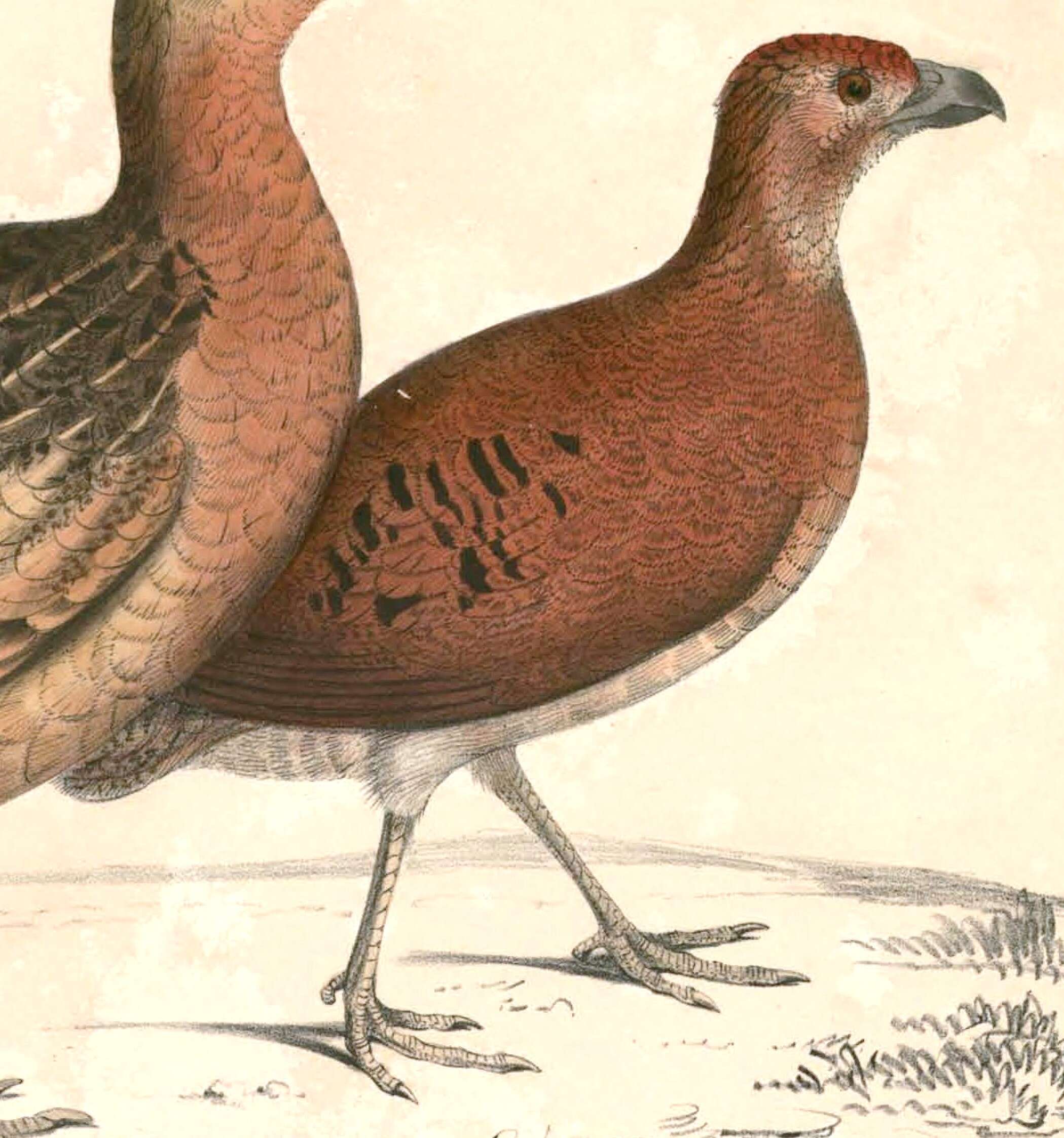 Image of Caloperdix Blyth 1861