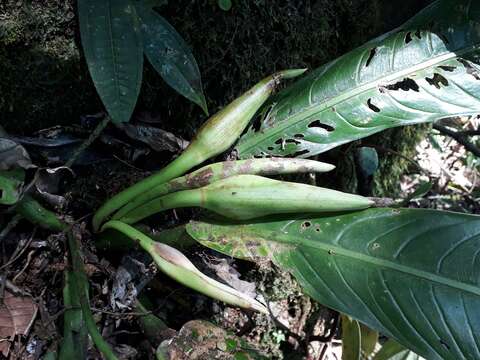 Image of Philodendron campii Croat