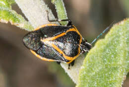 Image of Perillus confluens (Herrich-Schaeffer 1839)