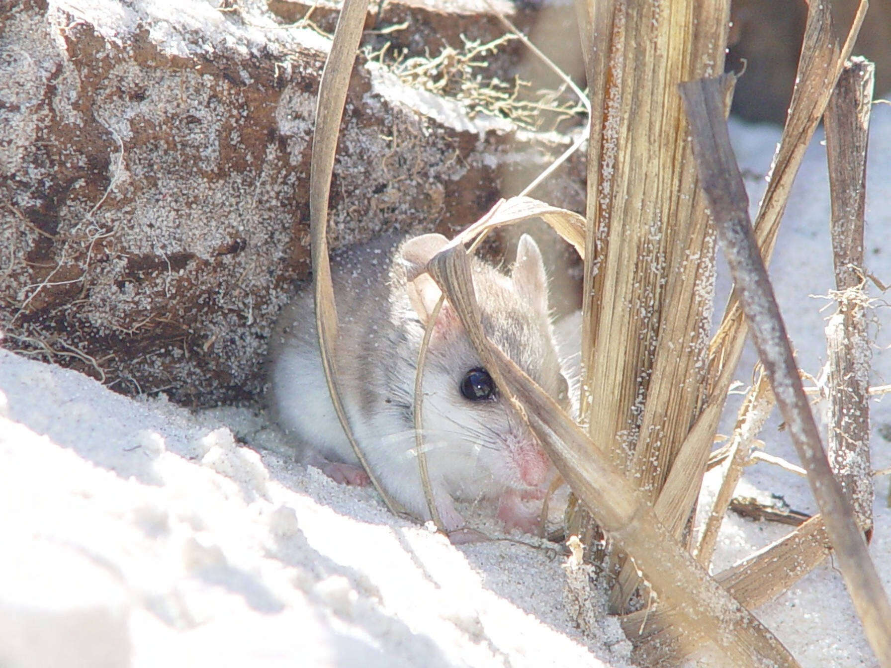 Image of Beach Mouse