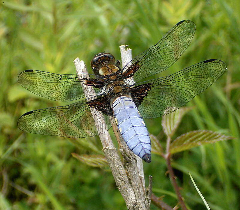 Image of Broad-bodied chaser