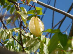 Image of carambola