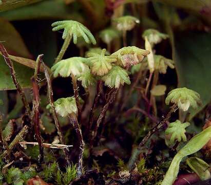 Image of common liverwort