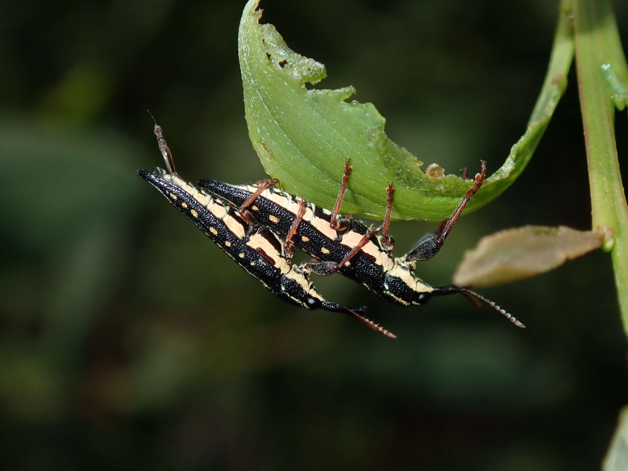 Image of Rhinotia lineata Zimmerman 1994