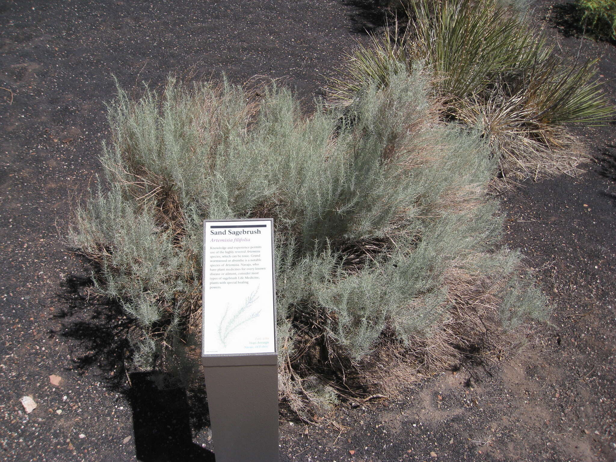 Artemisia filifolia Torr. resmi