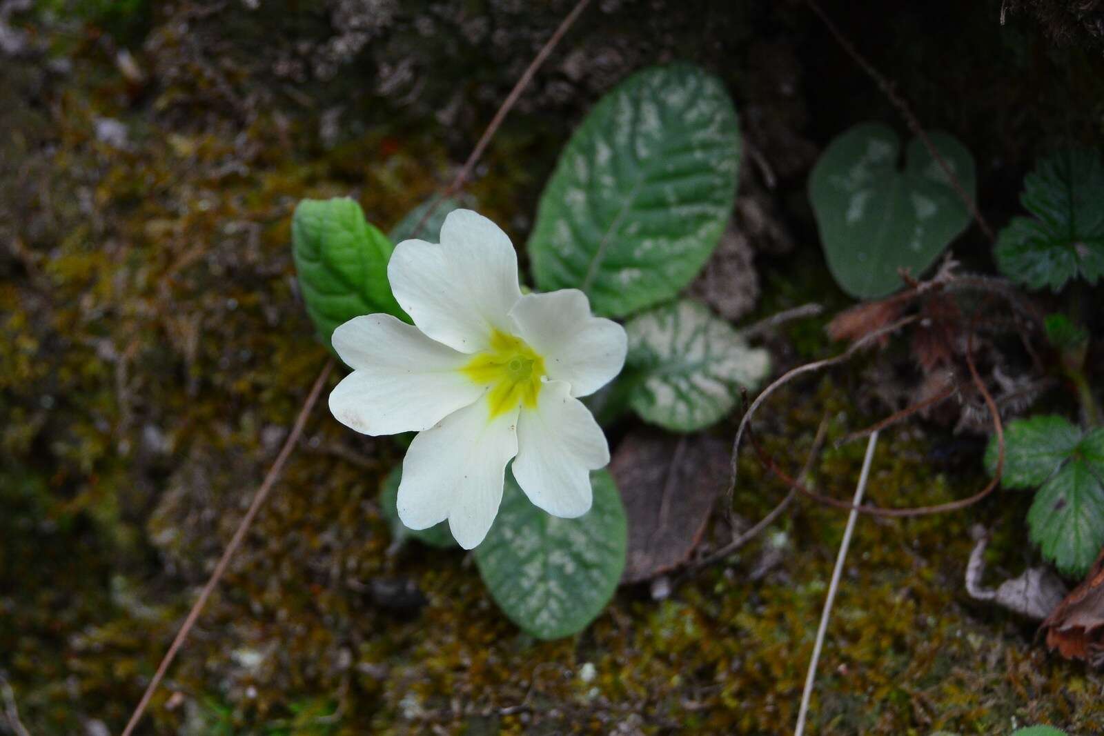 Image of Primrose