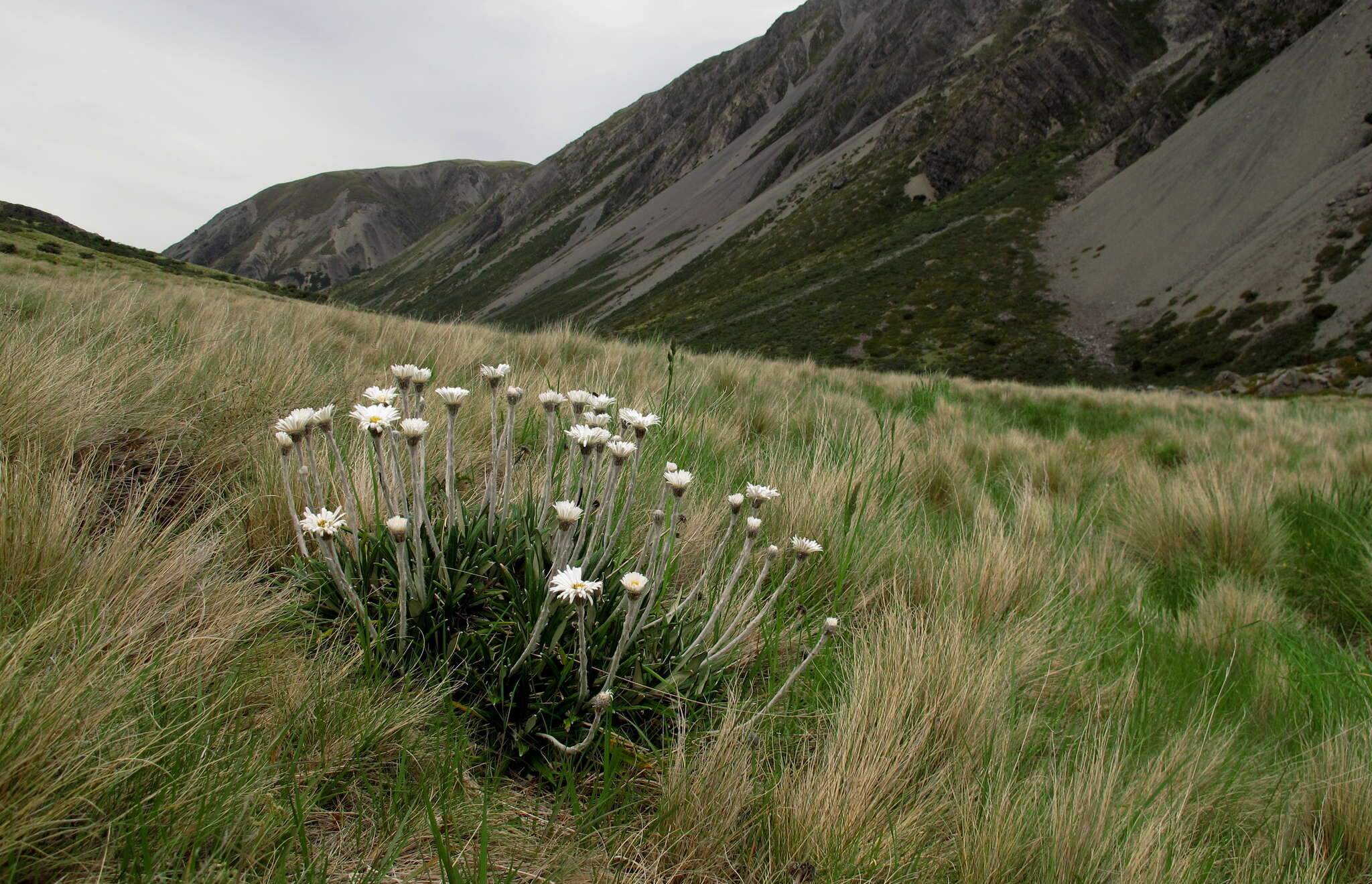 Image of Celmisia spectabilis subsp. spectabilis