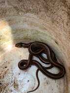 Image of Baird's Patchnose Snake