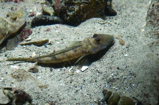 Image of Common Dragonet