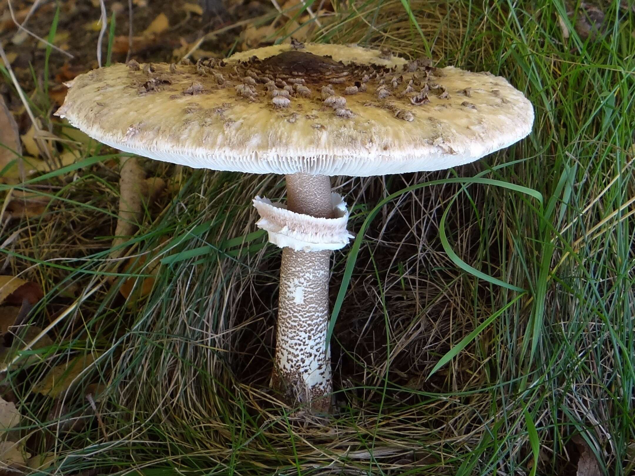 Image of Macrolepiota procera (Scop.) Singer 1948