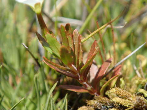 Image of Epilobium alsinoides subsp. tenuipes (Hook. fil.) Raven & Engelhorn