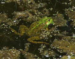 Image of Eurasian Marsh Frog