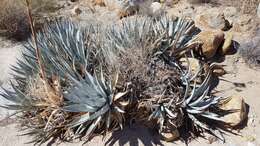 Image de Agave deserti var. deserti