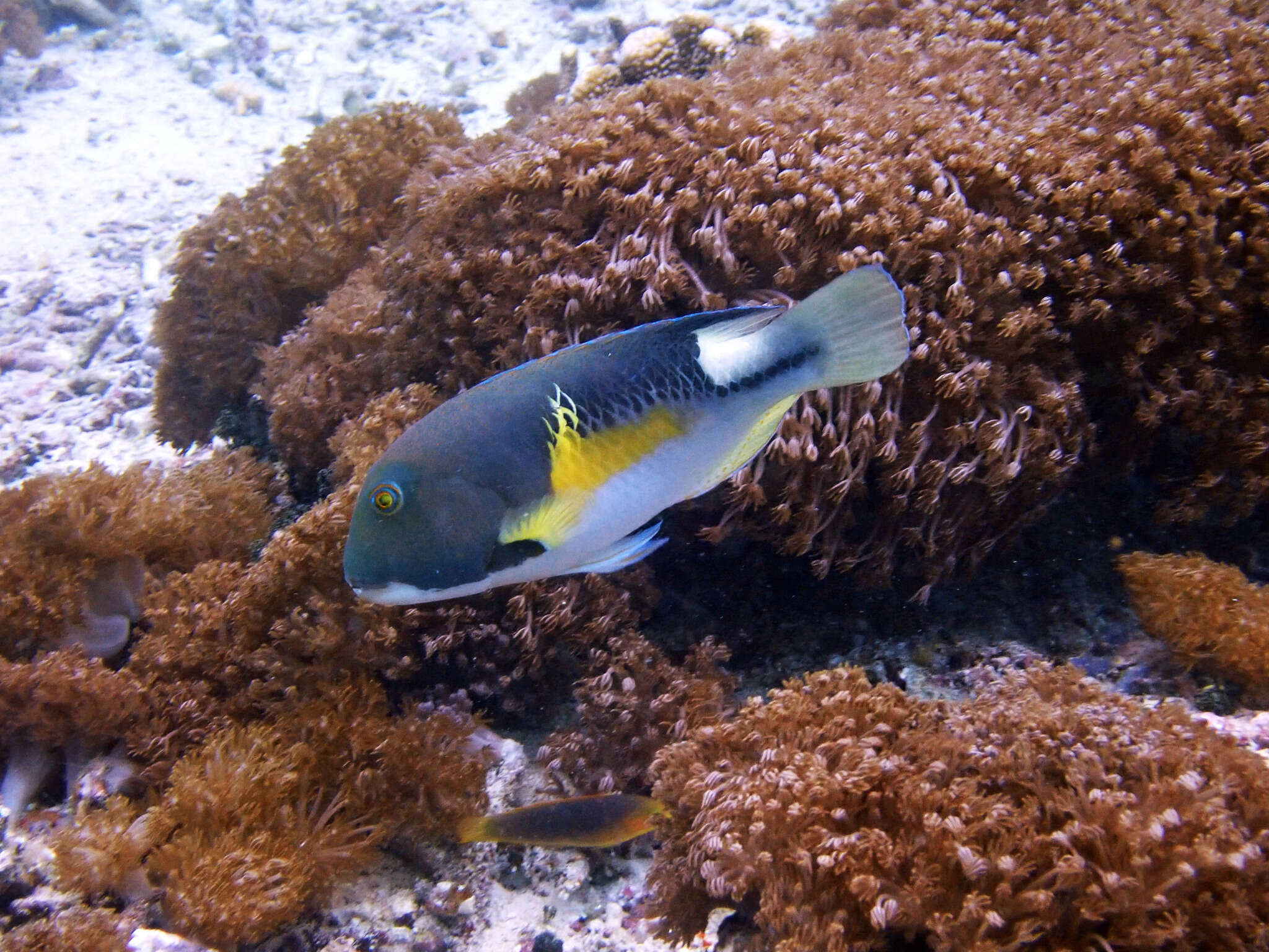 Image of Anchor trunkfish