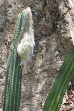 Image of Pilosocereus alensis (F. A. C. Weber ex Rol.-Goss.) Byles & G. D. Rowley