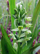 Image of Platanthera convallariifolia (Fisch. ex Lindl.) Lindl.