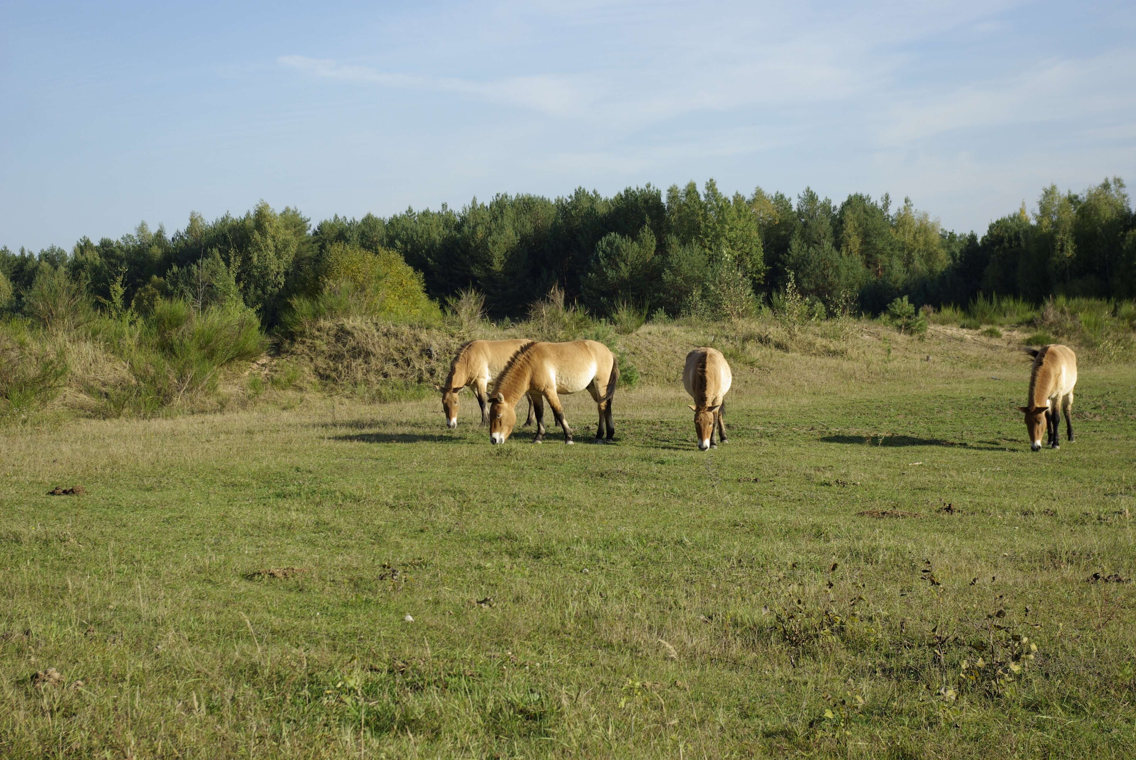 Image of Asian Wild Horse