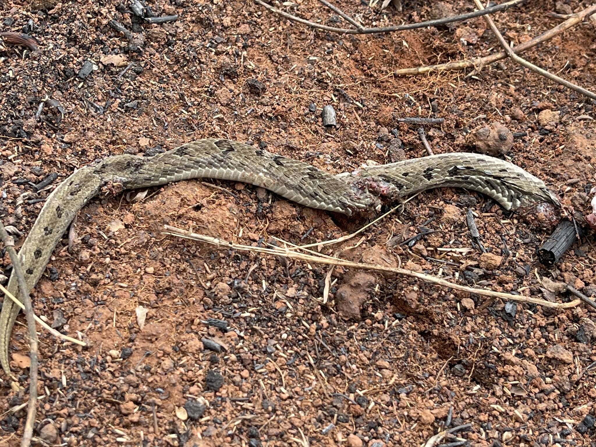 Image of Spotted Night Adder