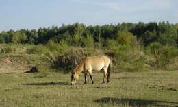 Image of Asian Wild Horse