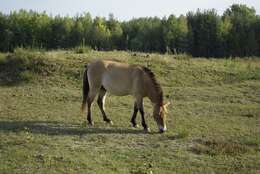 Image of Asian Wild Horse