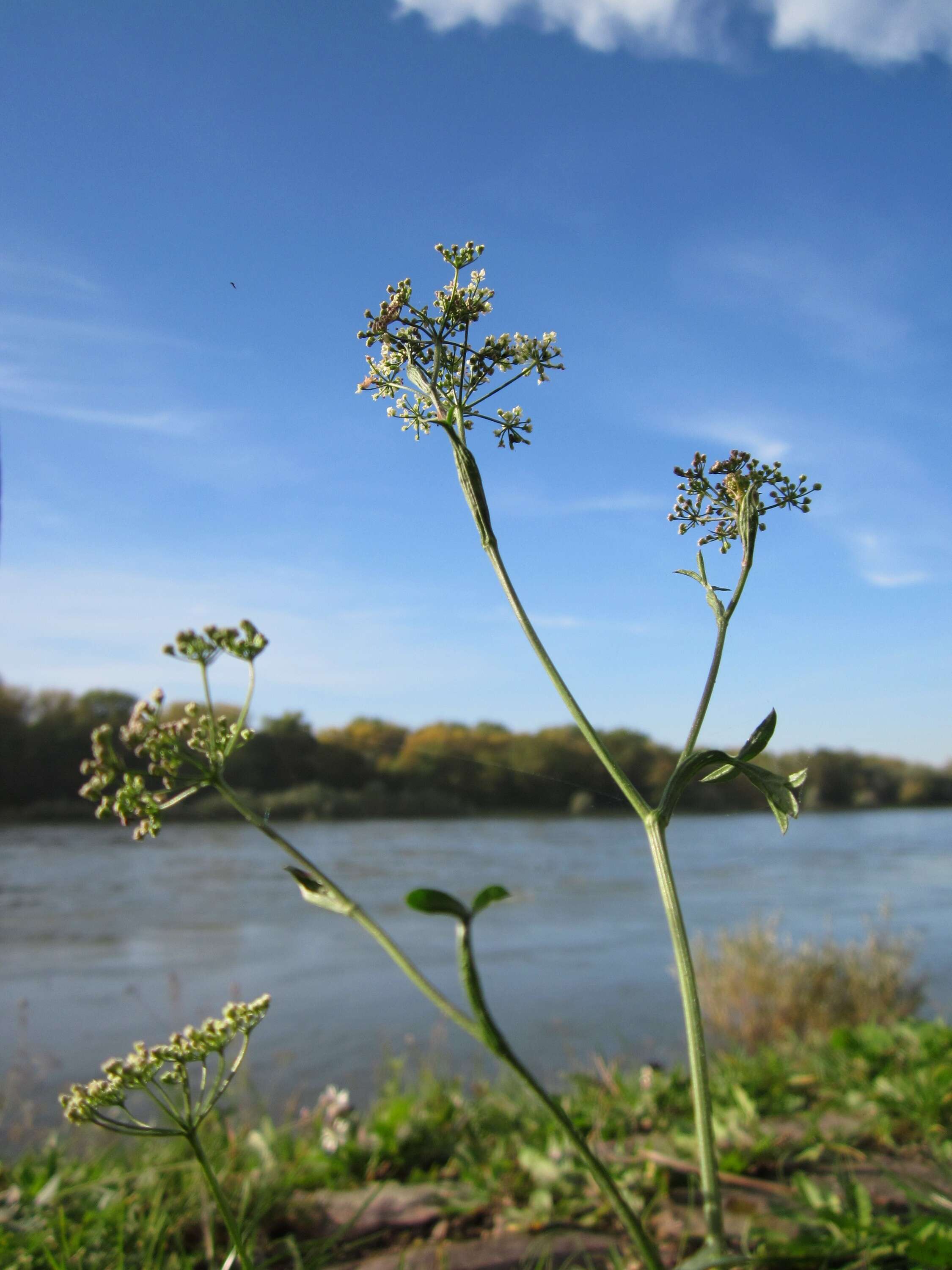 Image of burnet saxifrage