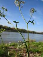 Image of burnet saxifrage