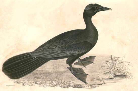 Image of Dwarf cormorants