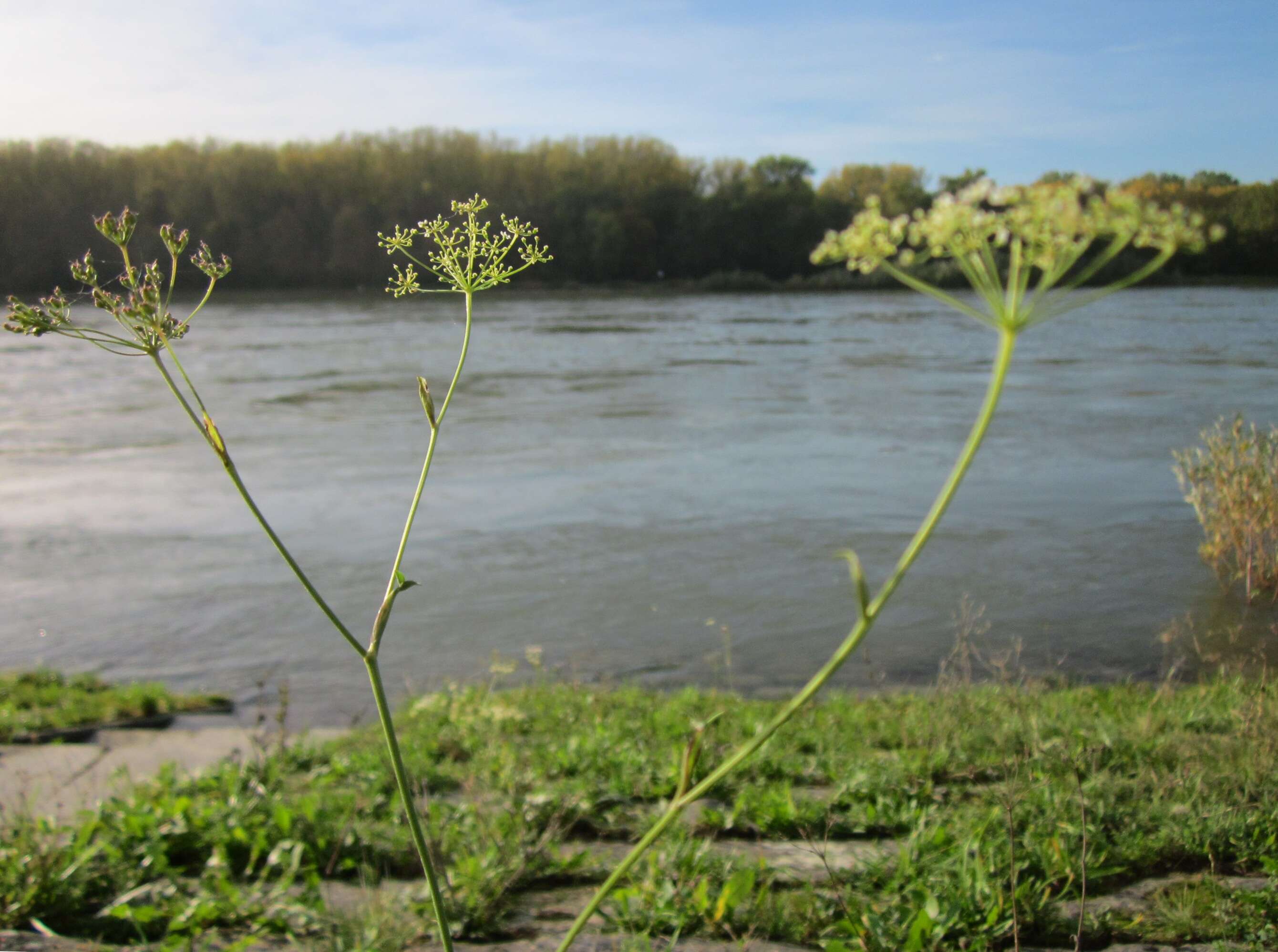 Image of burnet saxifrage