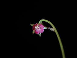 صورة Drosera prolifera C. T. White