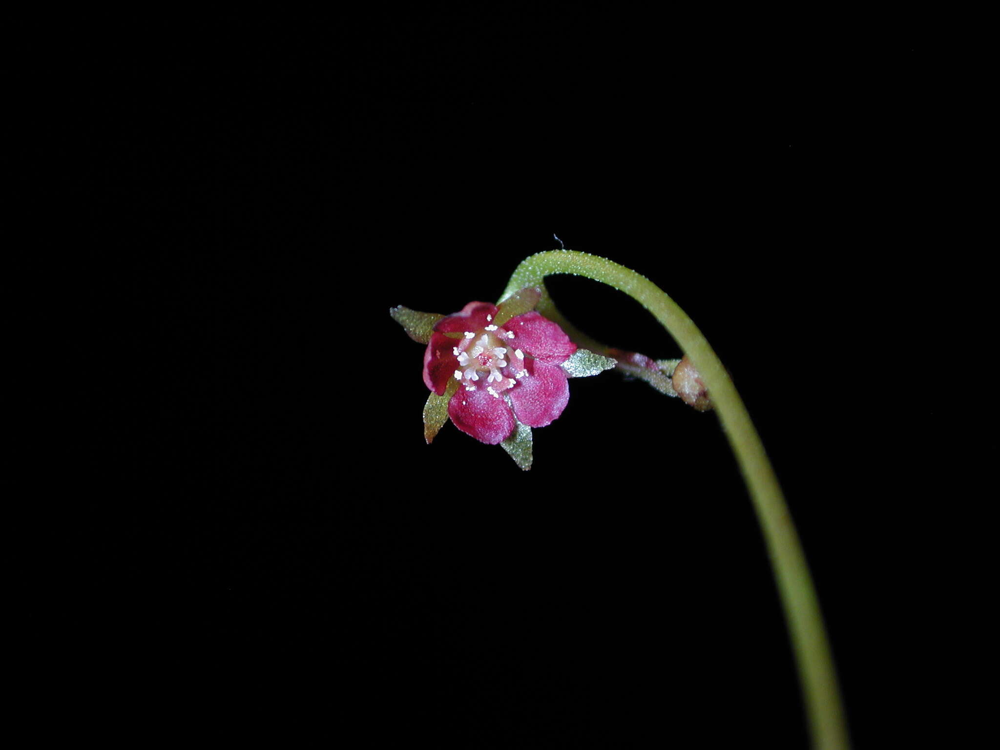 Image of Drosera prolifera C. T. White