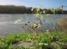 Image of burnet saxifrage